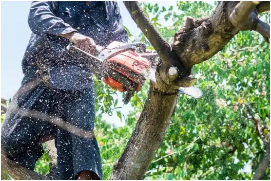 tree services Pastoria